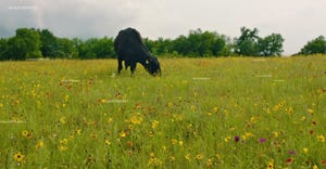 black cow grazing in pasture of wildflowers