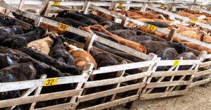 11-22-21 cattle at auction.jpg