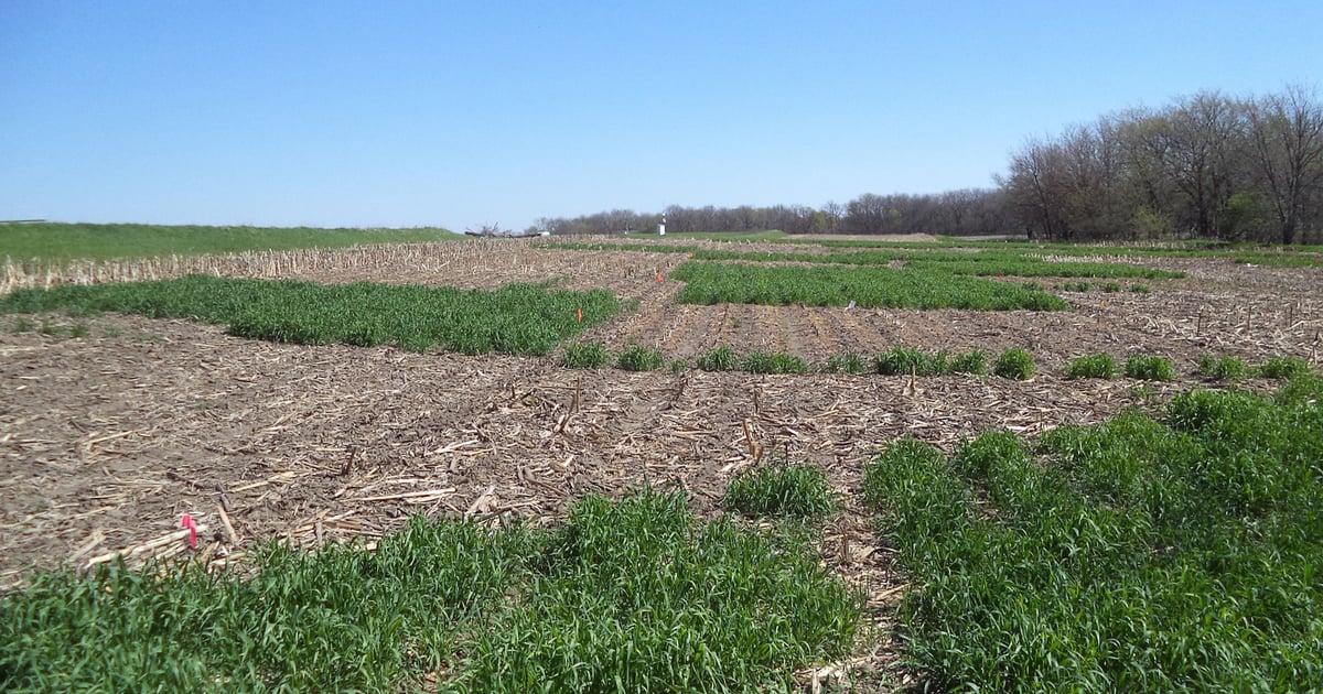 Study shows cover crops may offset negative effects of residue removal