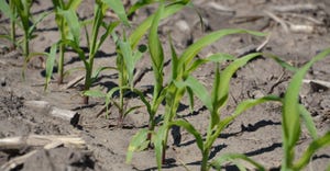 Young corn plants in a field