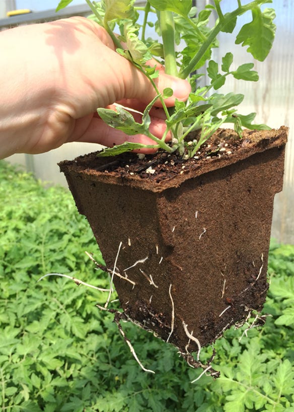 Plant in a biodegradable CowPot