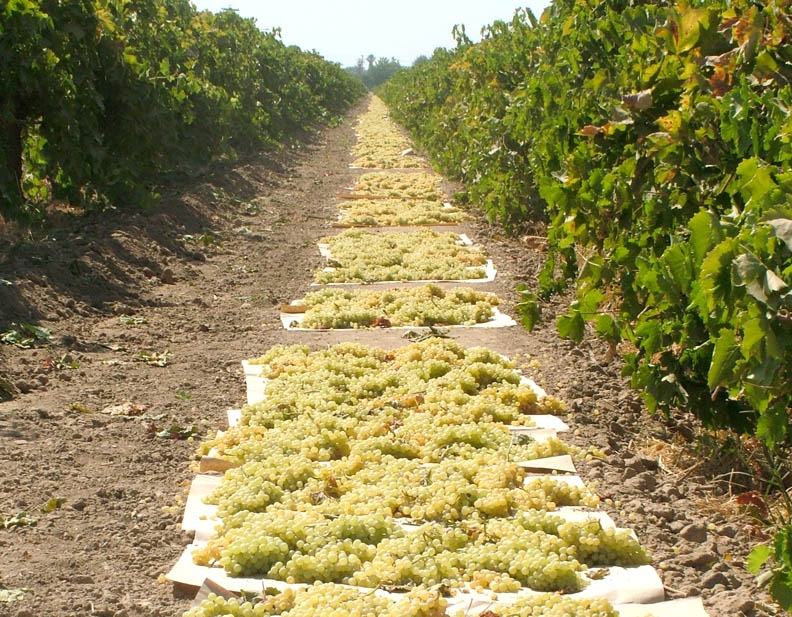 Thompson seedless grapevines on sale for sale