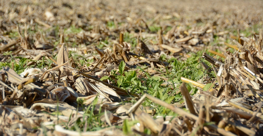Close up of cover crops in cornfield