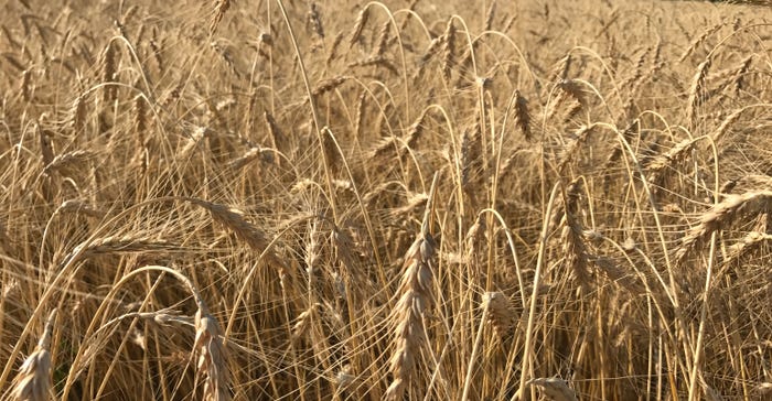 Turkey-Red-wheat-Penner-Minnesota-1113W1-2041b_1.jpg