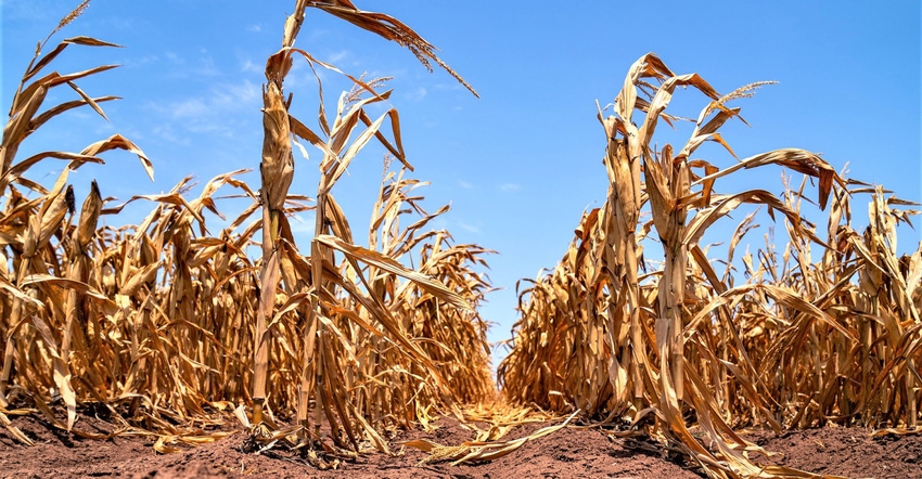 snook-drycorn1.jpg snook-drycorn1.jpg