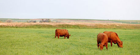 View of Watch for Bloat in Cattle on Spring Grass