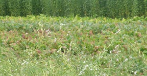 Cover crops in a field