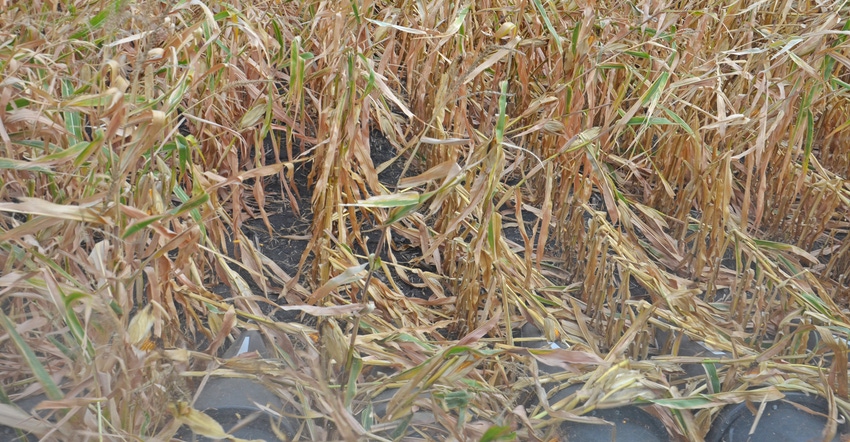 cornfield showing damage from August 2020 derecho