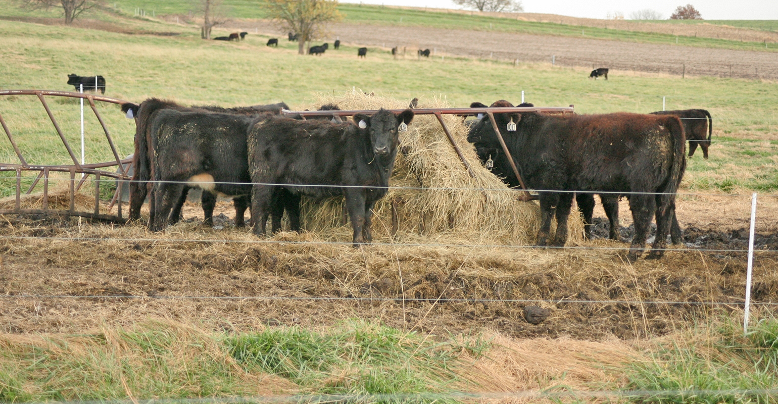 Will mild weather increase lice in cattle?