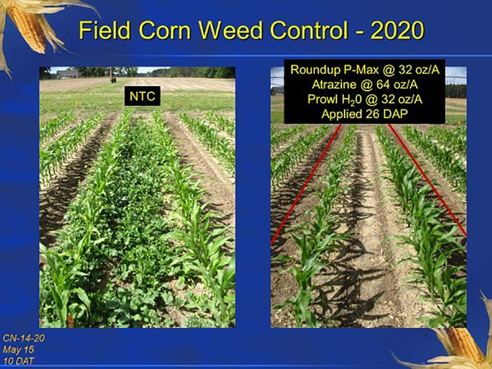 prostko-field-corn-2020-1.jpg