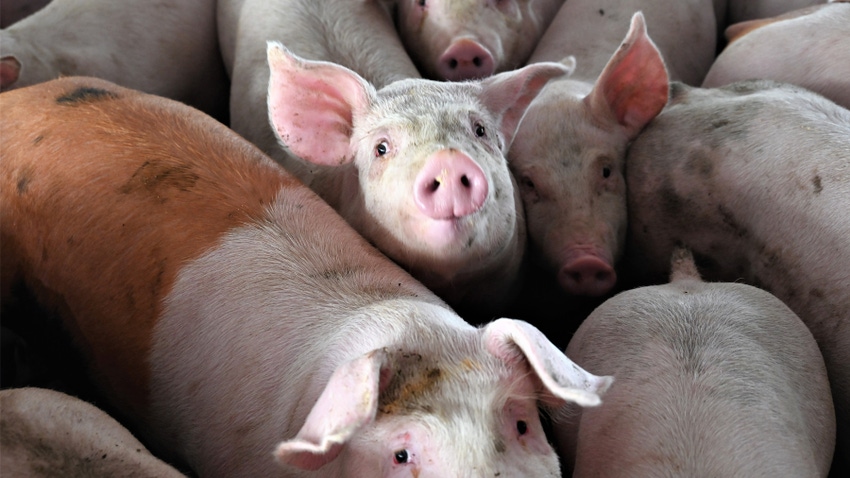 Close-up of hogs