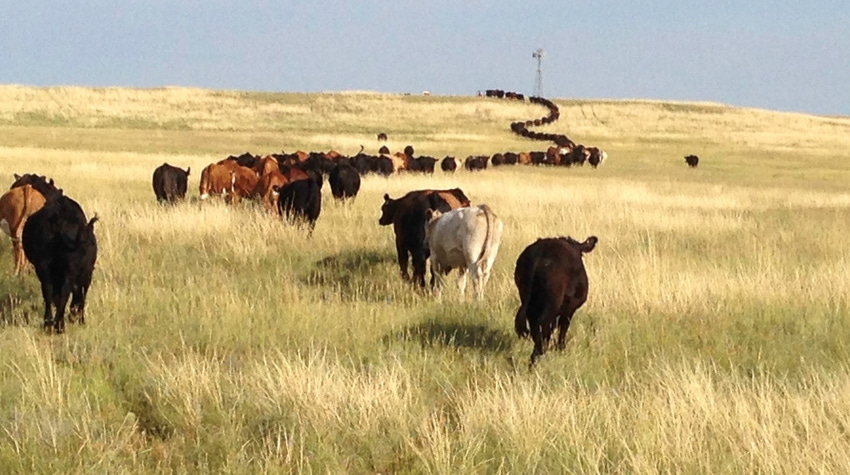 WFP-ARS-colorado-cattle.jpg WFP-ARS-colorado-cattle.jpg