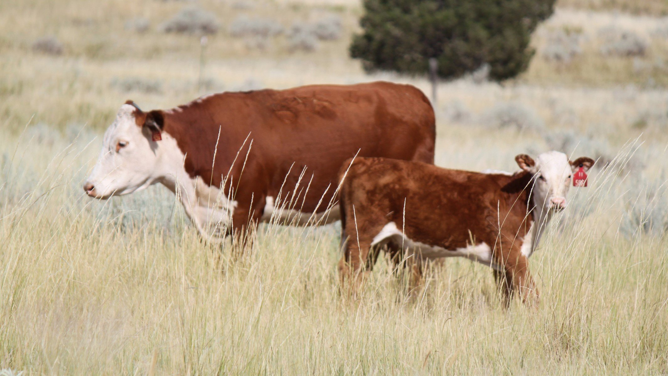 Cattle AI clinic offered in Wyoming - Vimarsana News