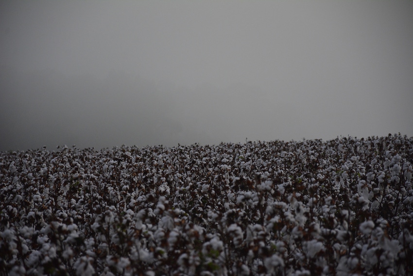 cotton-mist - Copy.JPG