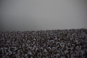 cotton-mist - Copy.JPG