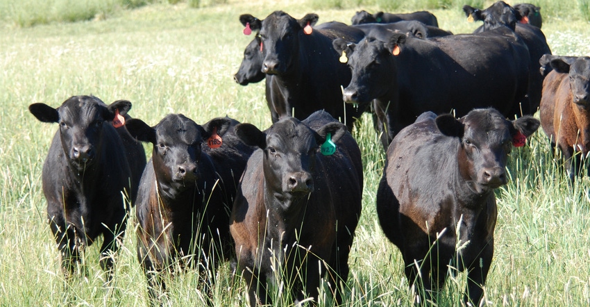 Beef cattle in field