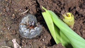 A black cutworm lying on soil next to a plant