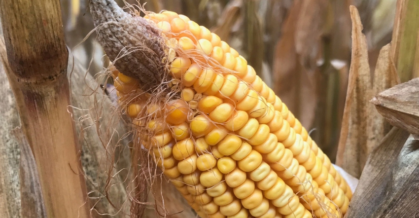 closeup of corn cob