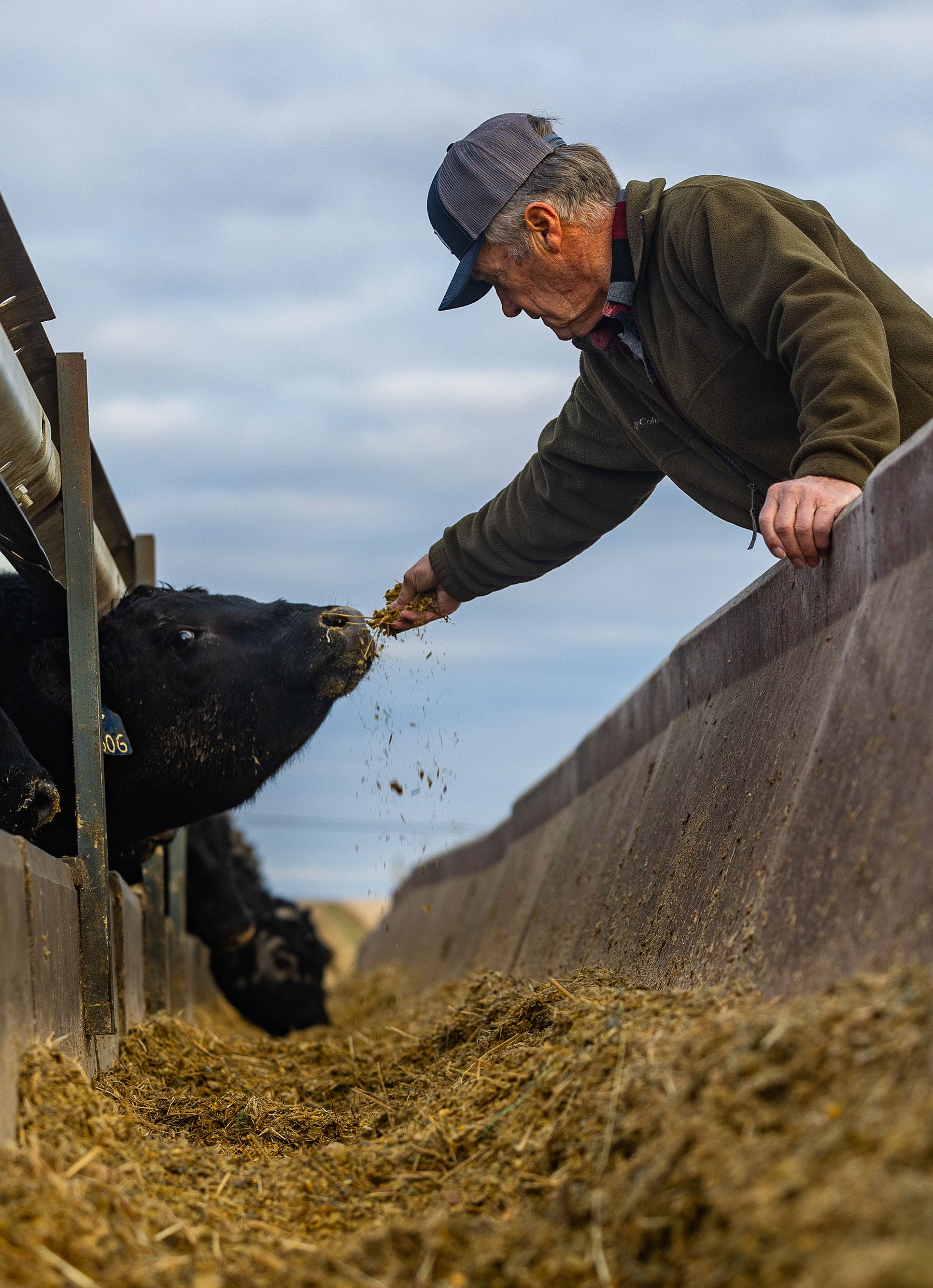 Lou Lamoreux hand feeding cattle at a feedbunk