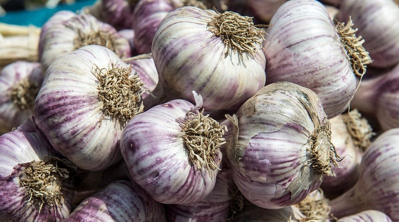 WFP-OSU-garlic.jpg WFP-OSU-garlic.jpg