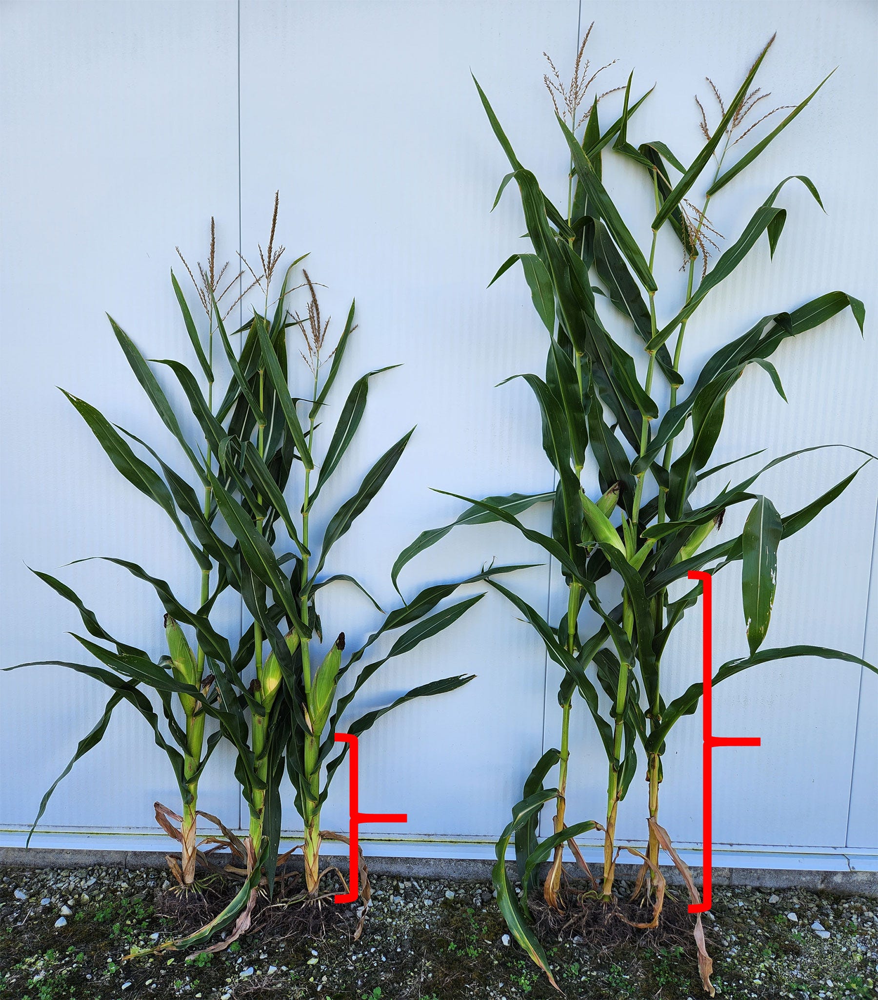 Two corn plants of different heights against a white wall