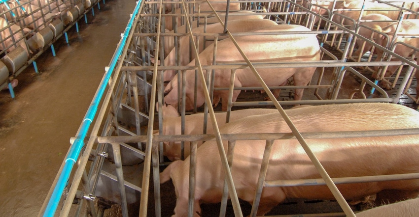Sow gestation creates Getty1068384374.jpg Sow gestation creates Getty1068384374.jpg