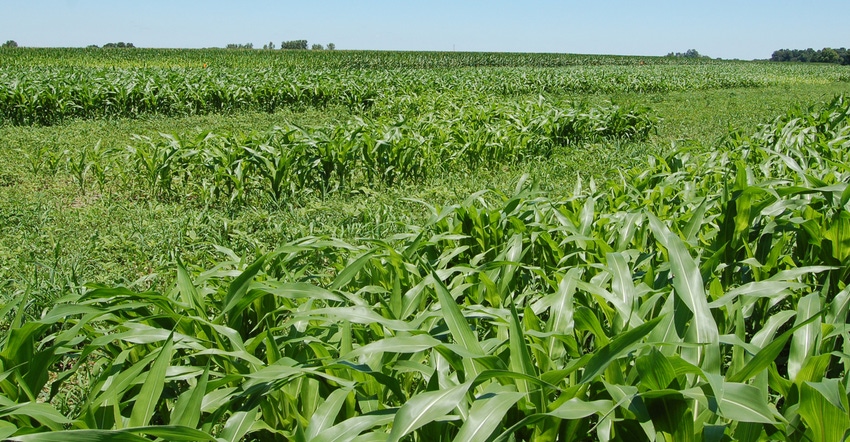 field of early and late planted corn
