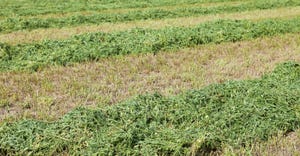 Freshly cut alfalfa field windrows