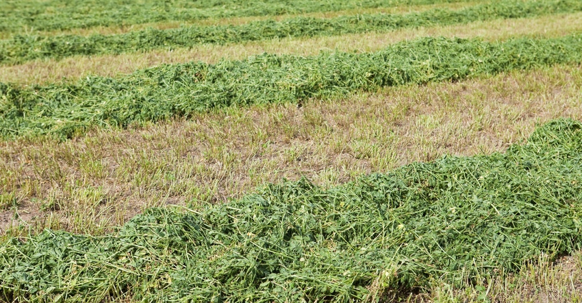Freshly cut alfalfa field windrows Freshly cut alfalfa field windrows