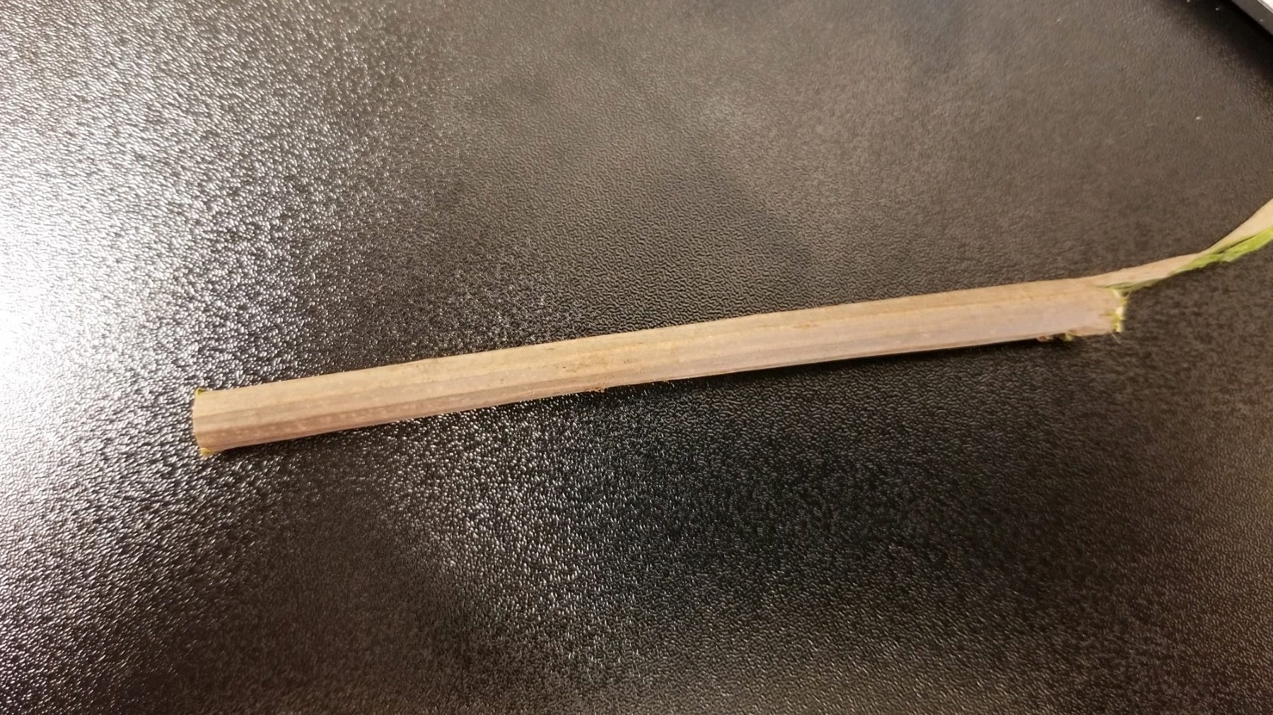 Picture of a stem that couldn't be used for identification