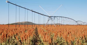 Irrigated-sorghum-Loneburro-GettyImages-172337631-SIZED.jpg