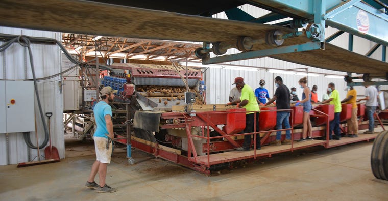 Potatoes are sorted by workers before being loaded for shipment to Pennsylvania