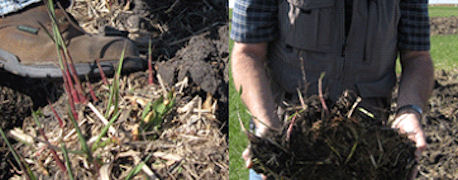 Tips On Planting Miscanthus This Spring