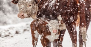 11-08-21 cattle in winter.jpg