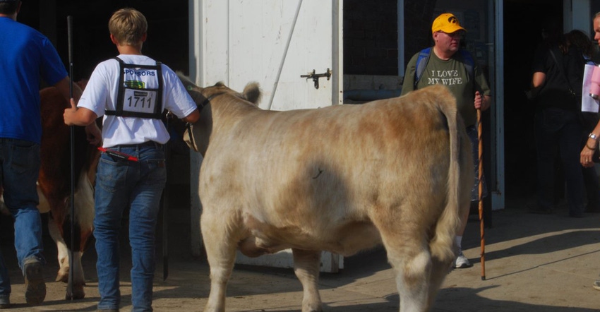 young boy walking cow into arena at state fair