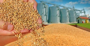 Wheat grain in a hand after good harvest of successful farmer, in a background
