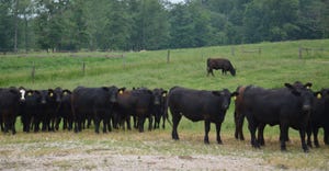 herd of black cows on pasture