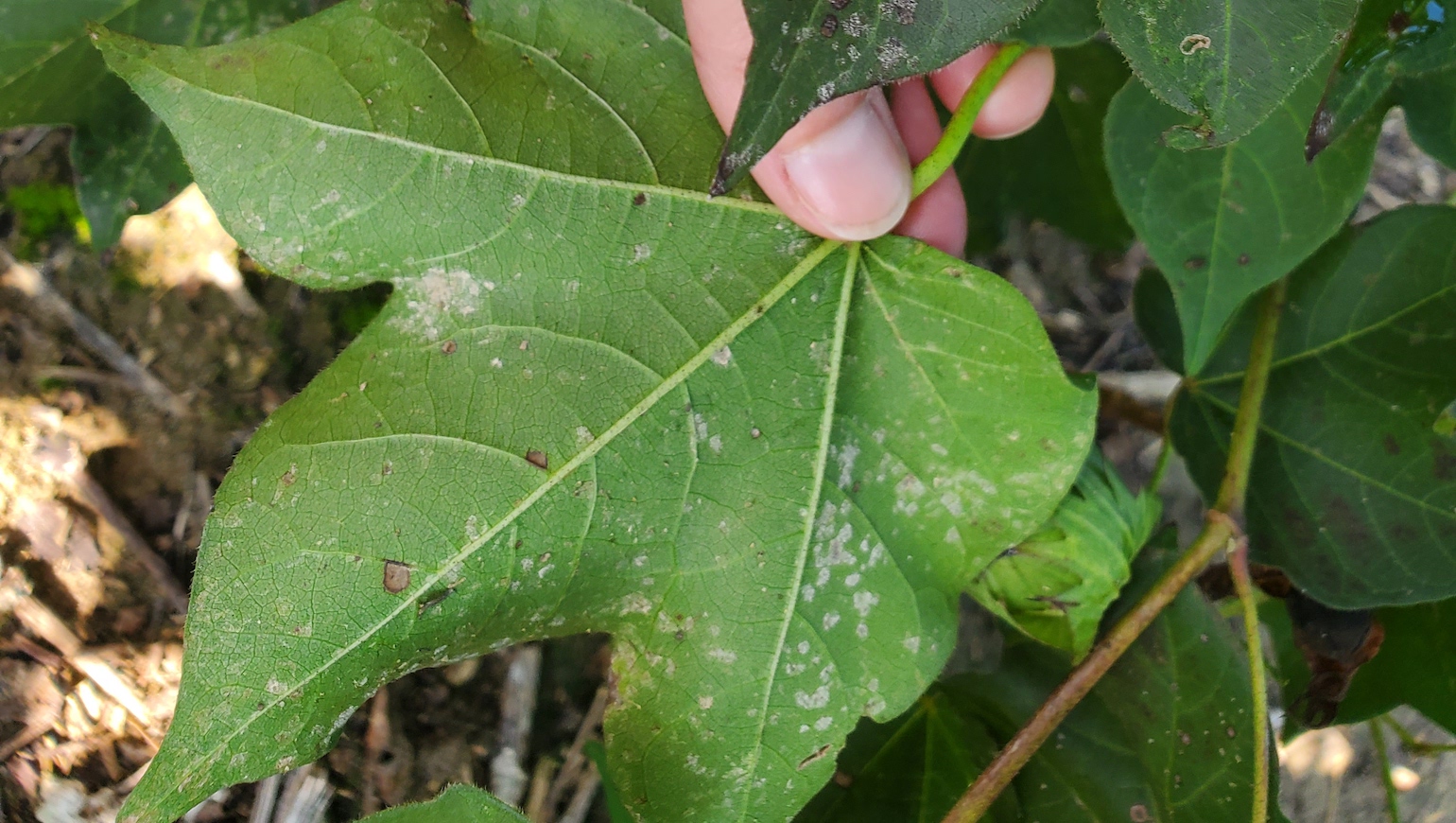 Areolate mildew found in Midsouth cotton