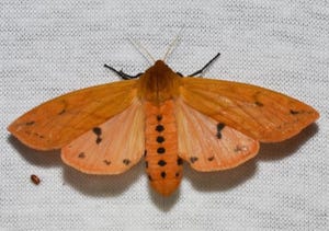 Isabella tiger moth