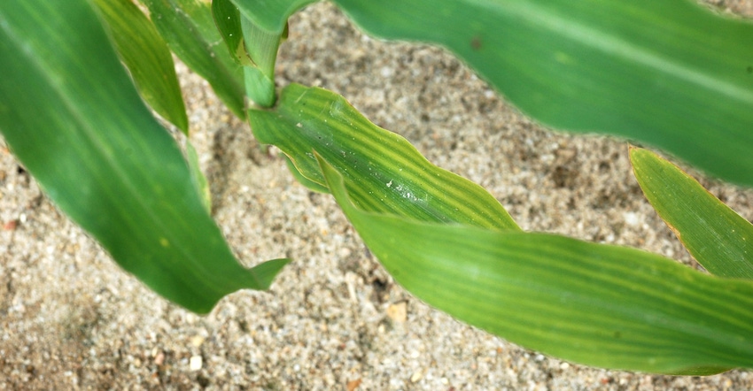 corn plants showing signs of severe sulfur deficiency 