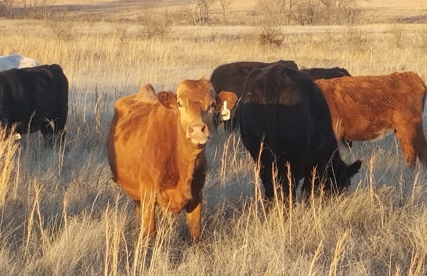 Cull cows in winter