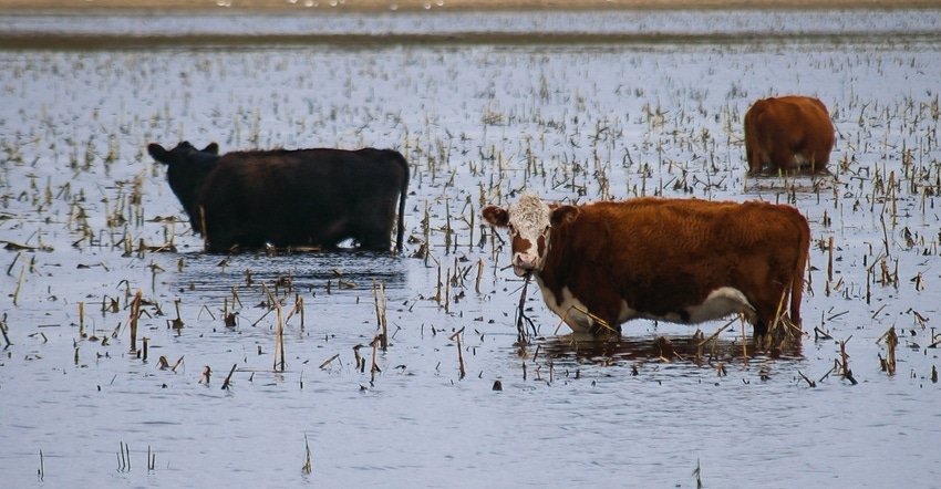 Cows in flooded field