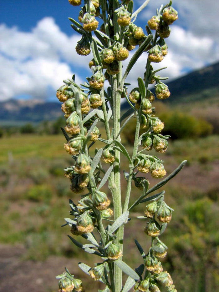 A stalk of Absinth wormwood