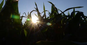 Corn field silhouetted by morning sun