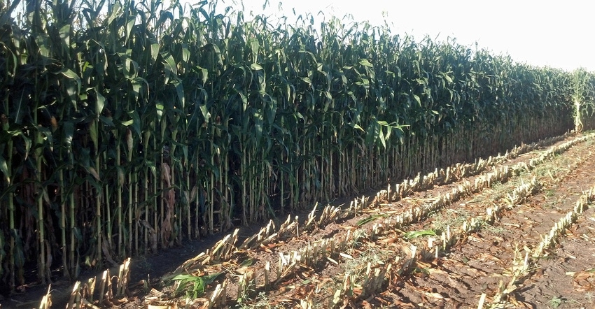 field of green cornstalks