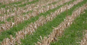 row crop field