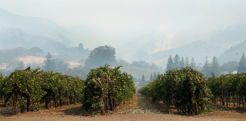 vineyard smoke - wildfires