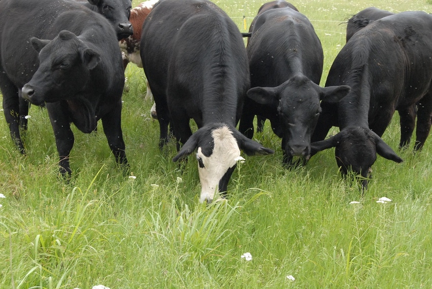 Let's define the boom and bust in grazing