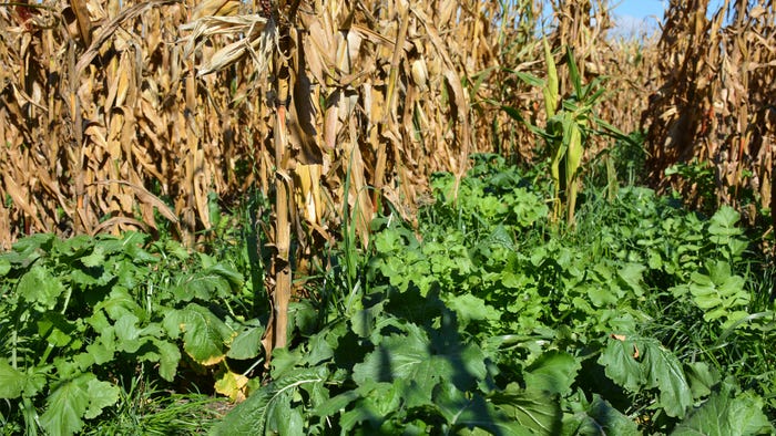 cover crops in cornstalks