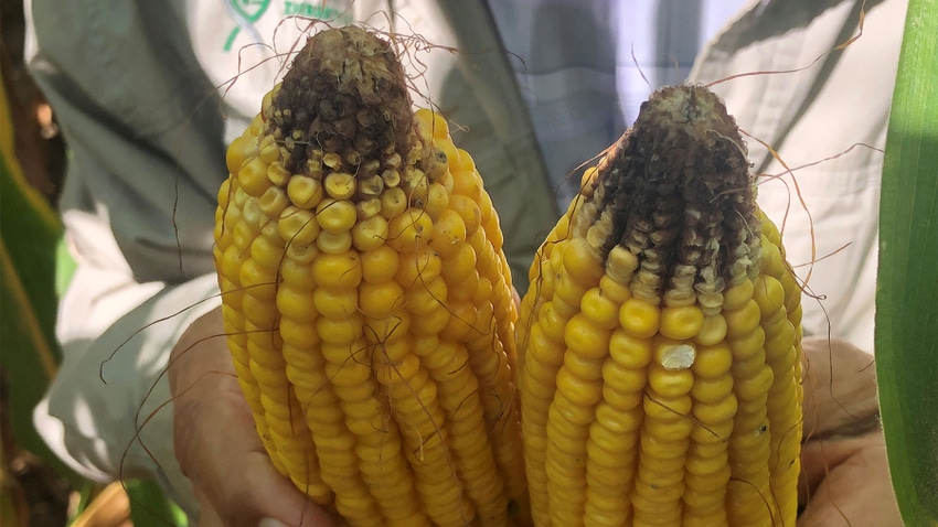 Two corn ears with thin or missing kernels at the tip